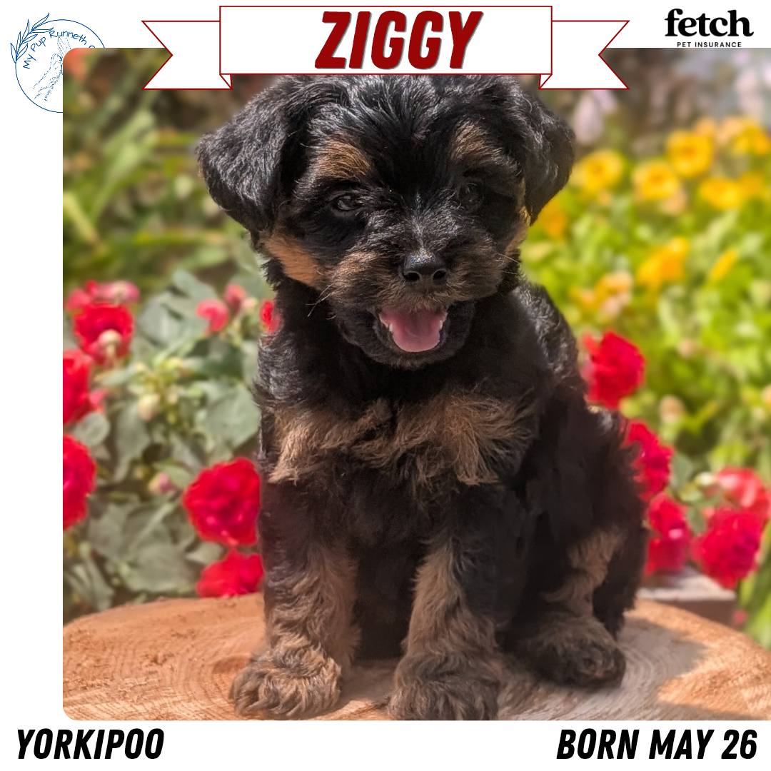 YORKIPOO (MAY 26) MALES