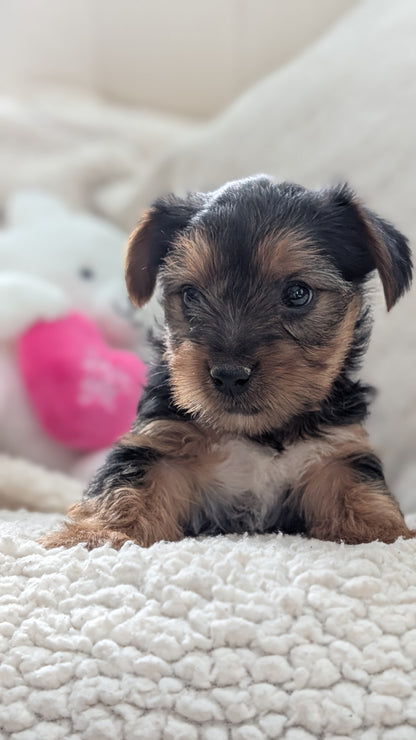 YORKSHIRE TERRIER (DEC 24) FEMALES