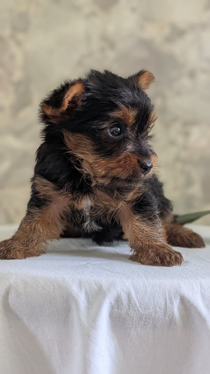 YORKSHIRE TERRIER (APR 26) FEMALES
