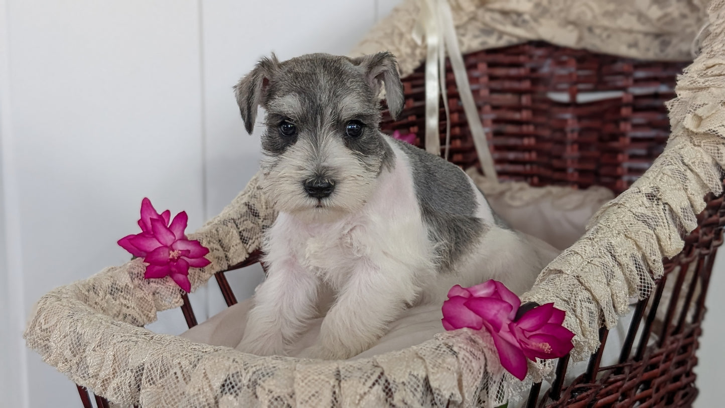 MINI SCHNAUZER (JAN 10) FEMALES