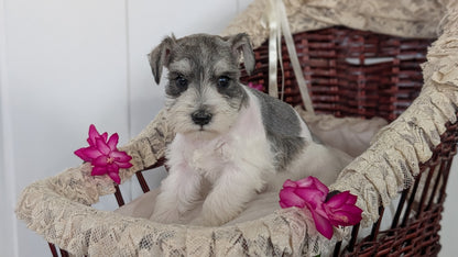 MINI SCHNAUZER (JAN 10) FEMALES
