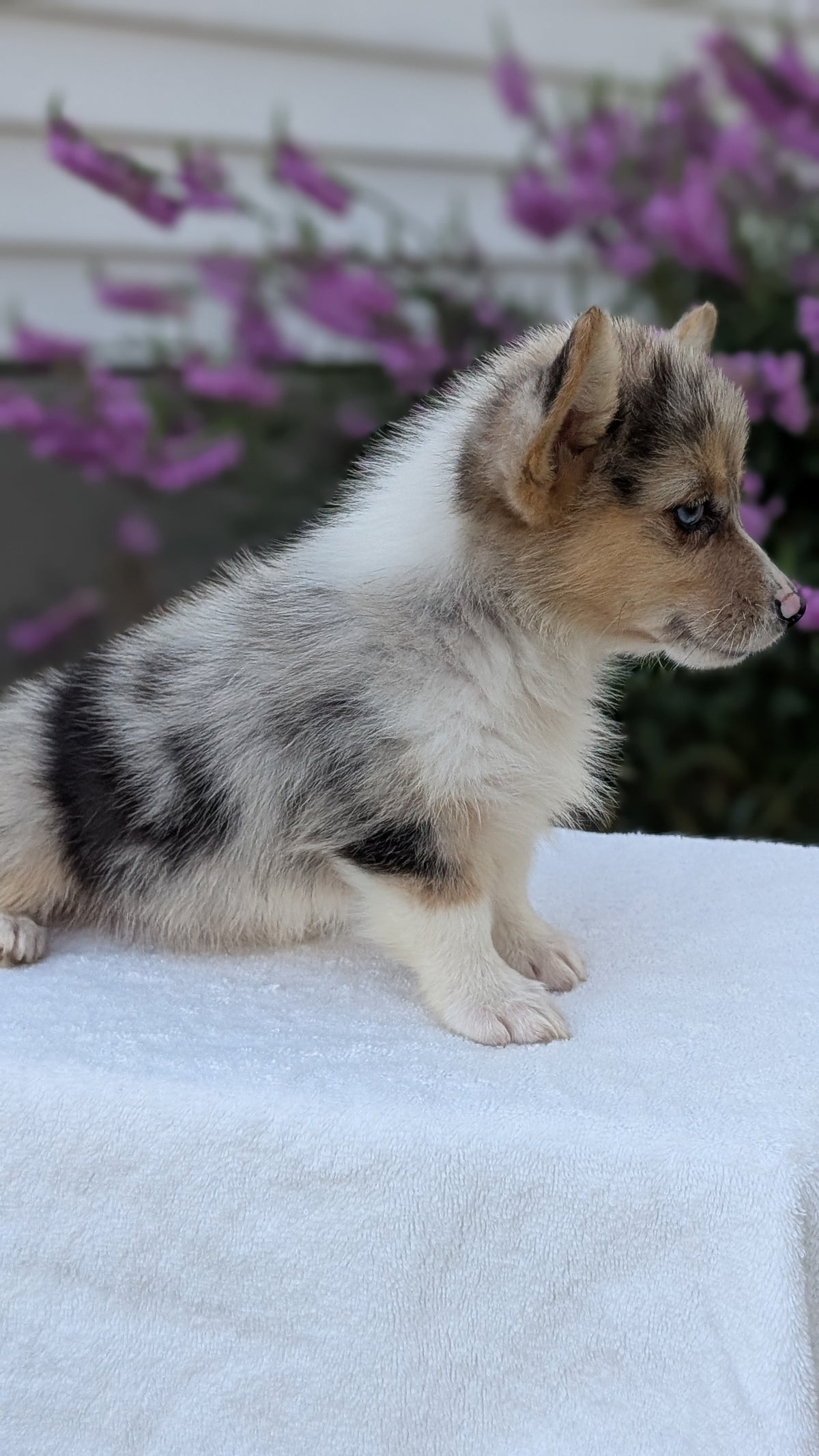 CORGI (JUN 22) FEMALE