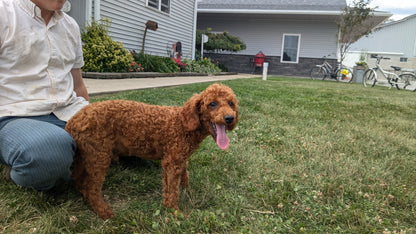 MINI POODLE (03/08) MALE