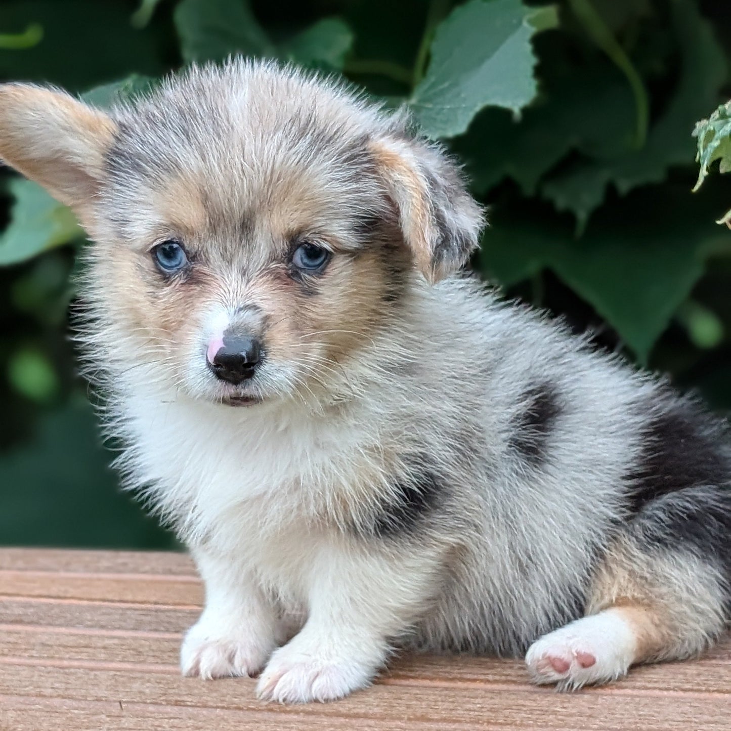 CORGI (JUN 22) FEMALE