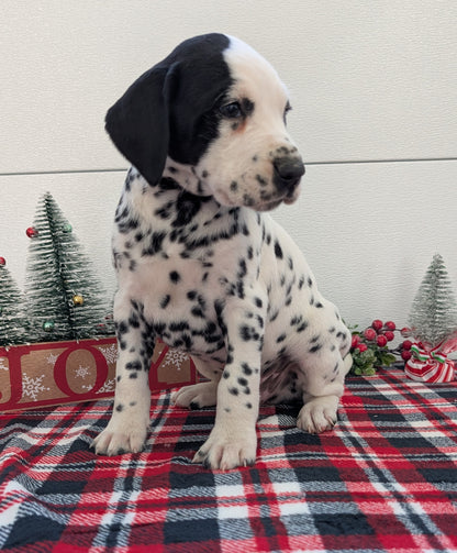 DALMATIAN (OCT 26) MALES