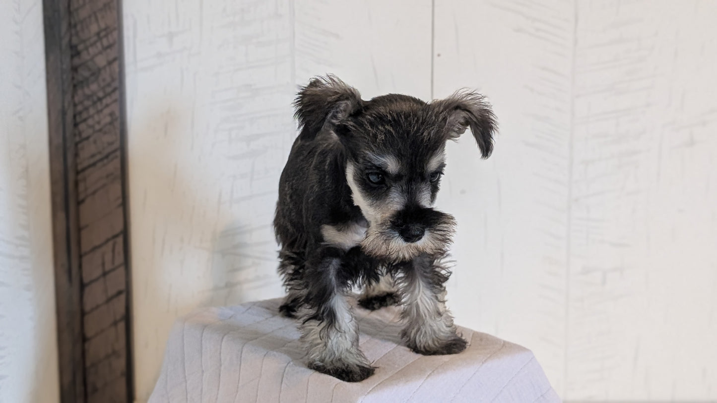 MINI SCHNAUZER (FEB 15) FEMALES
