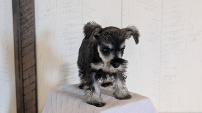 MINI SCHNAUZER (FEB 15) FEMALES