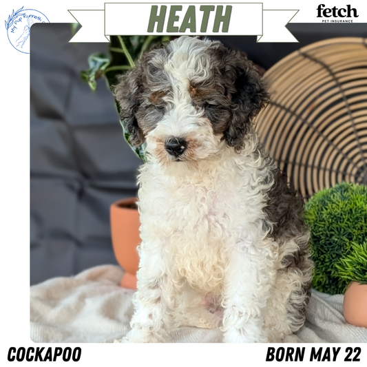 COCKAPOO (MAY 22) MALES