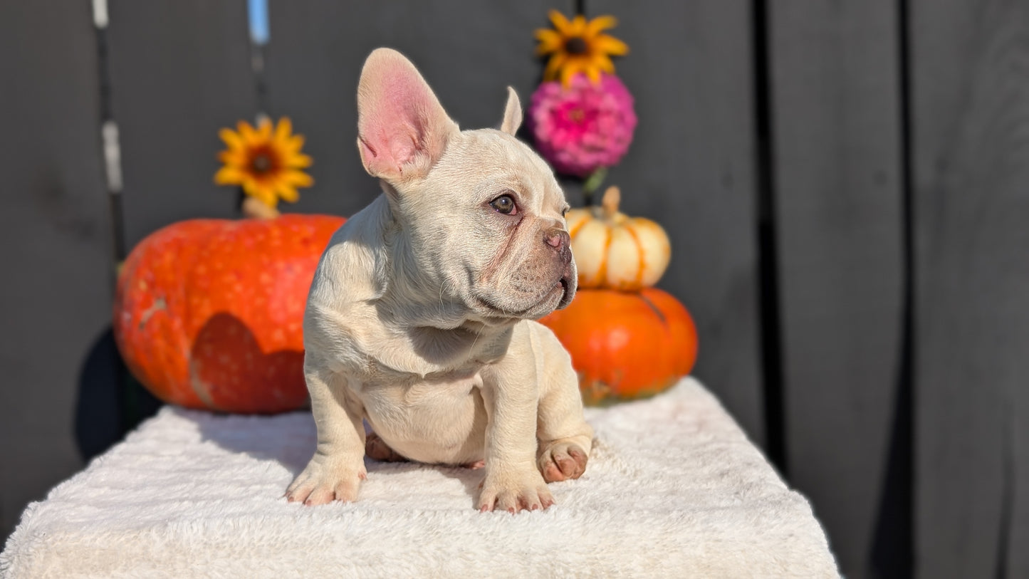 FRENCH BULLDOG (07/08) MALE