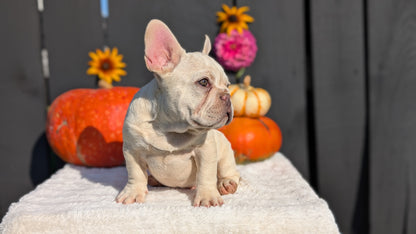 FRENCH BULLDOG (07/08) MALE
