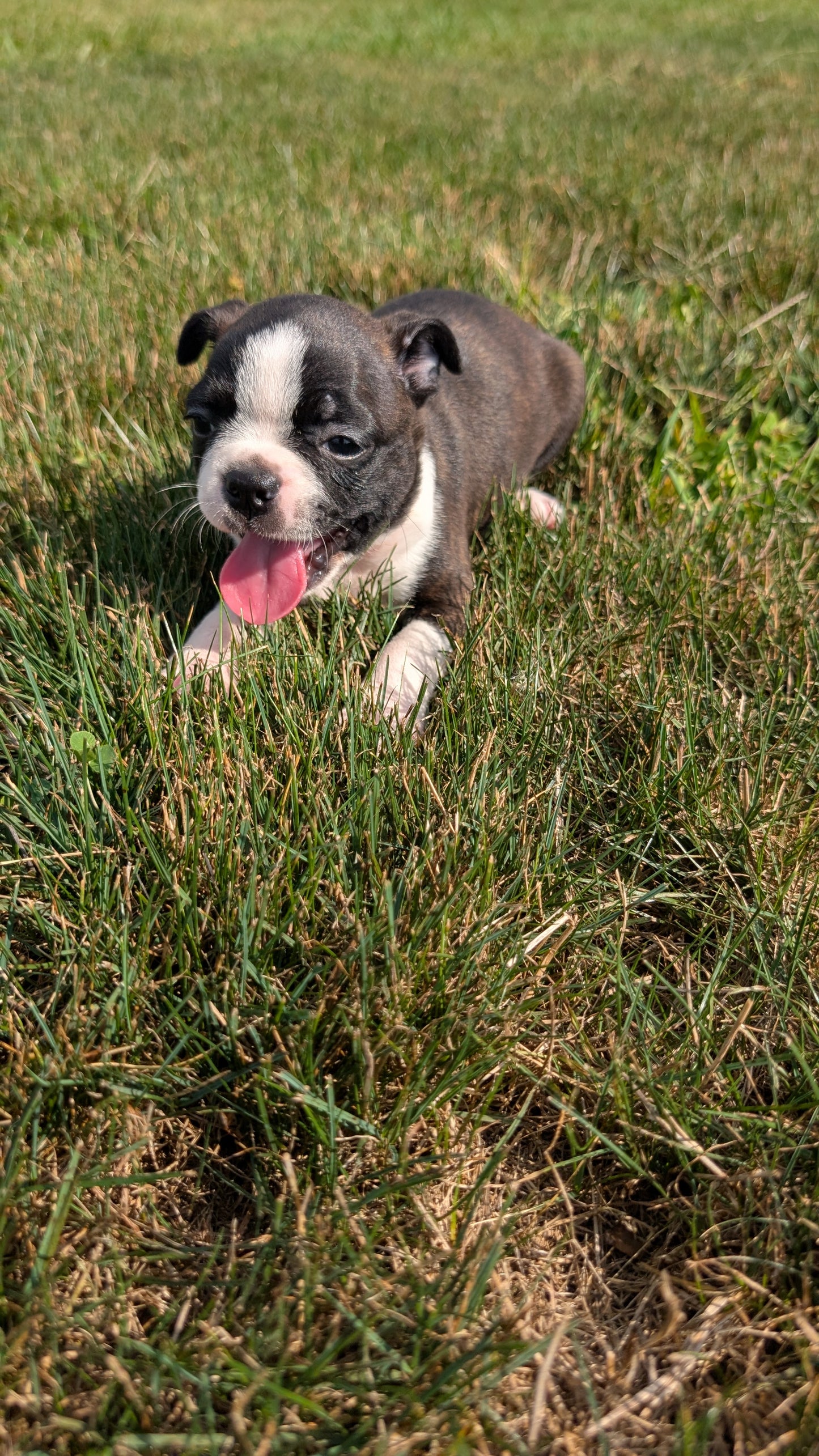 BOSTON TERRIER (06/29) FEMALE