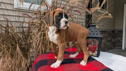 BOXER (08/20) FEMALE