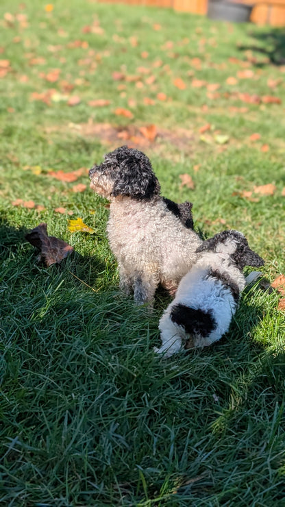 TOY POODLE (08/19) FEMALE