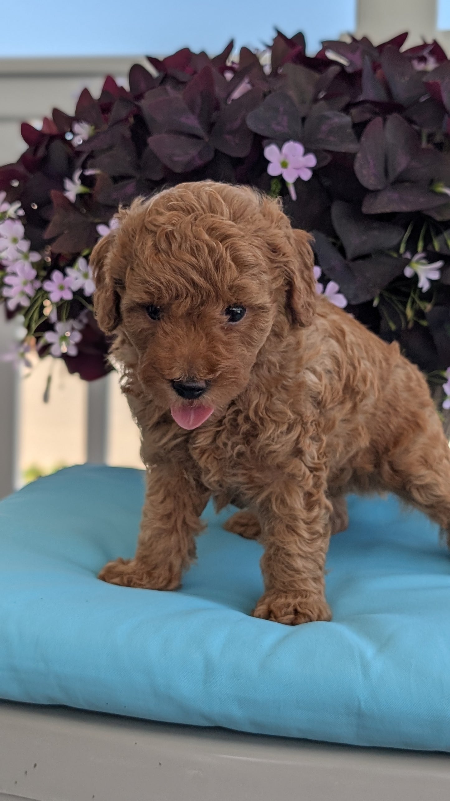 TOY POODLE (MAY 26) MALES