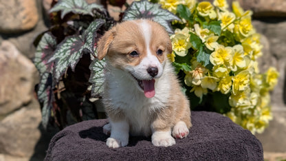 CORGI (JUL 13) 2 FEMALES/3 MALES