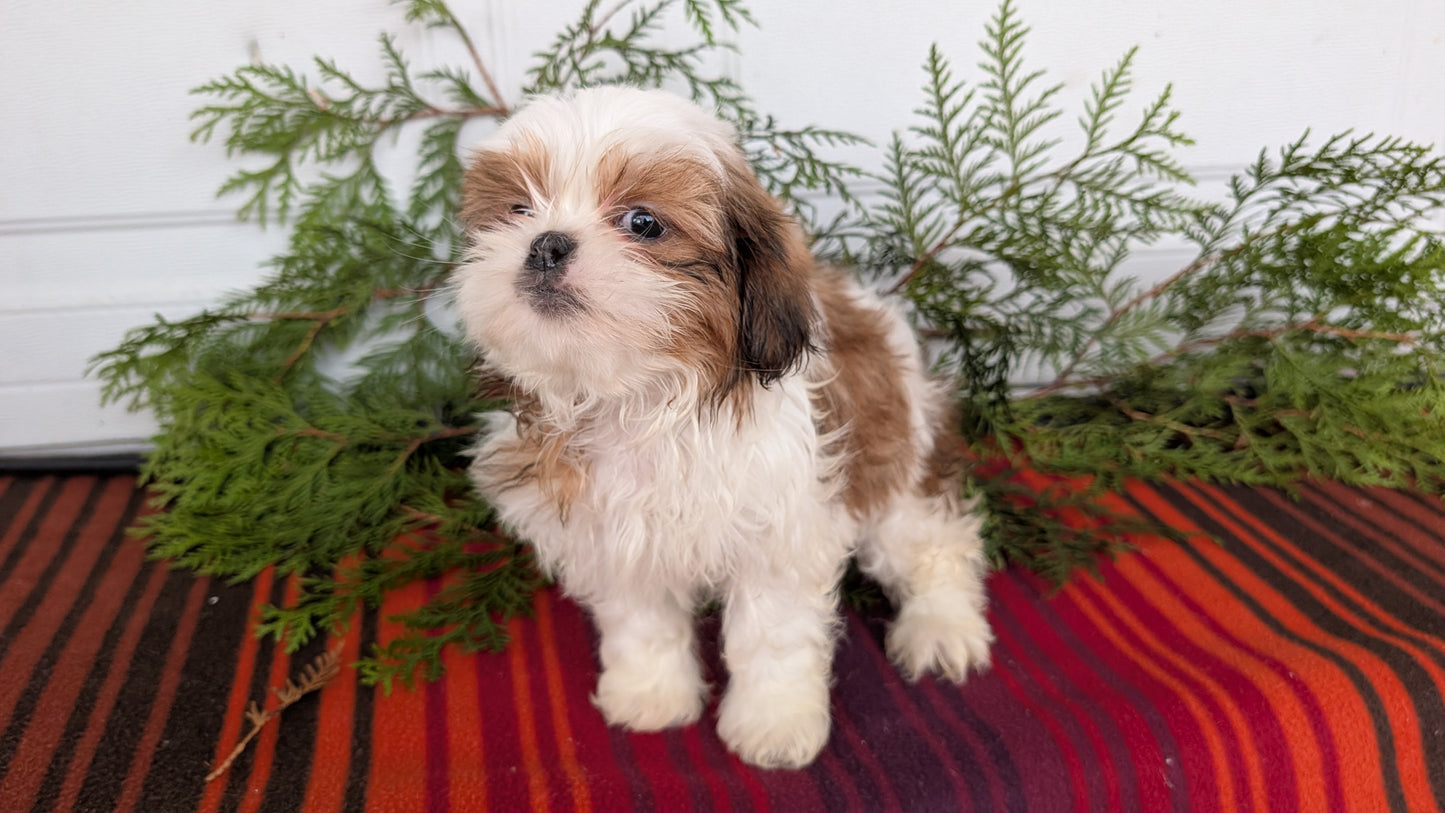 SHIH TZU (SEP 30) MALES