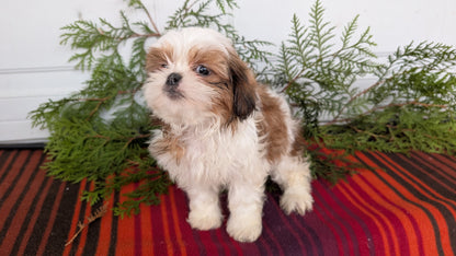 SHIH TZU (SEP 30) MALES