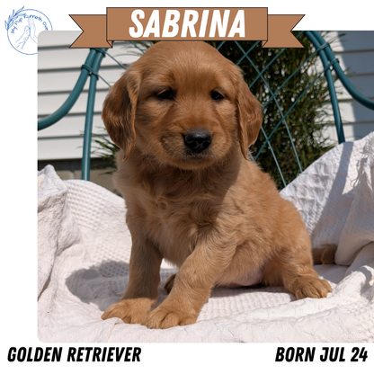 GOLDEN RETRIEVER (07/24) FEMALE