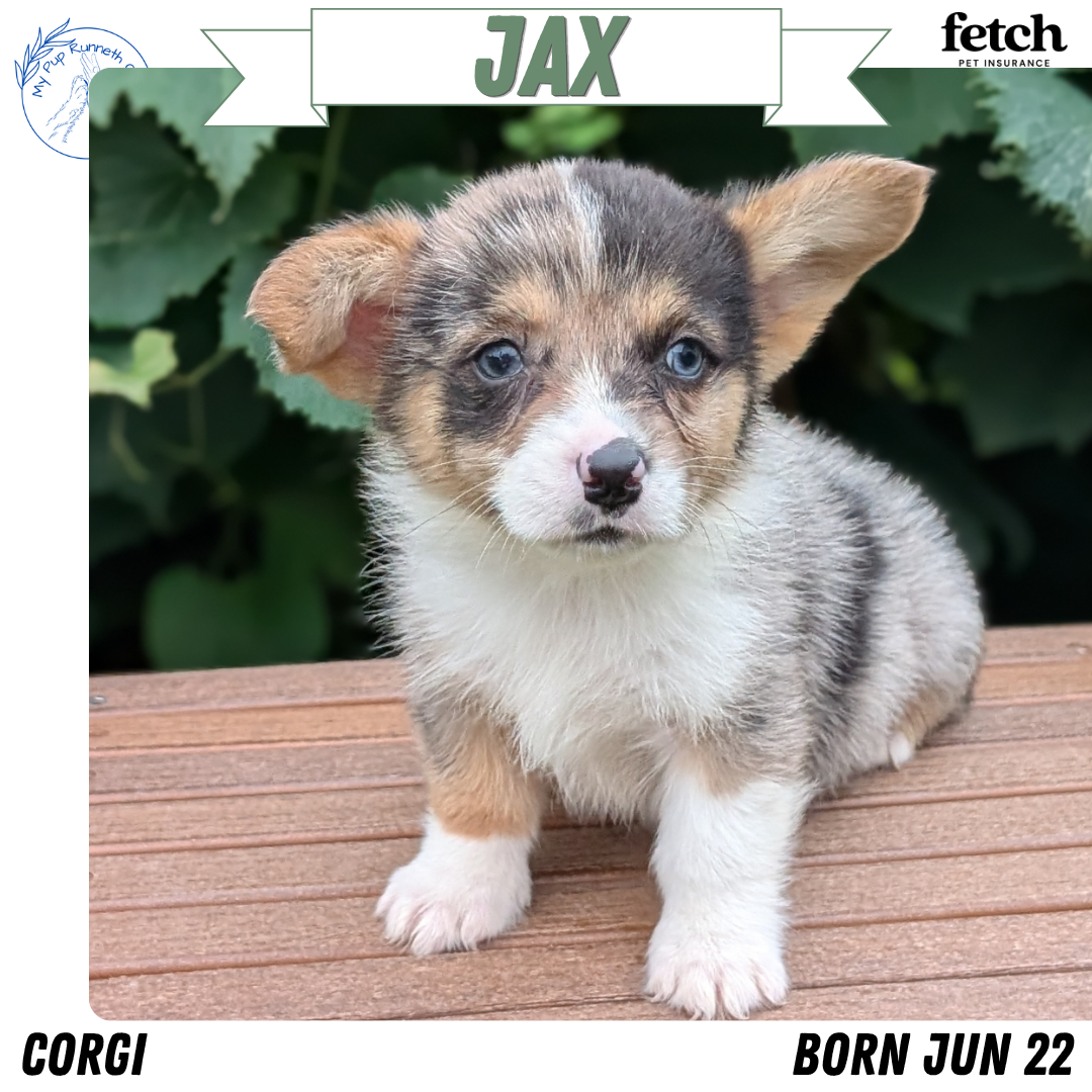 CORGI (JUN 22) MALES