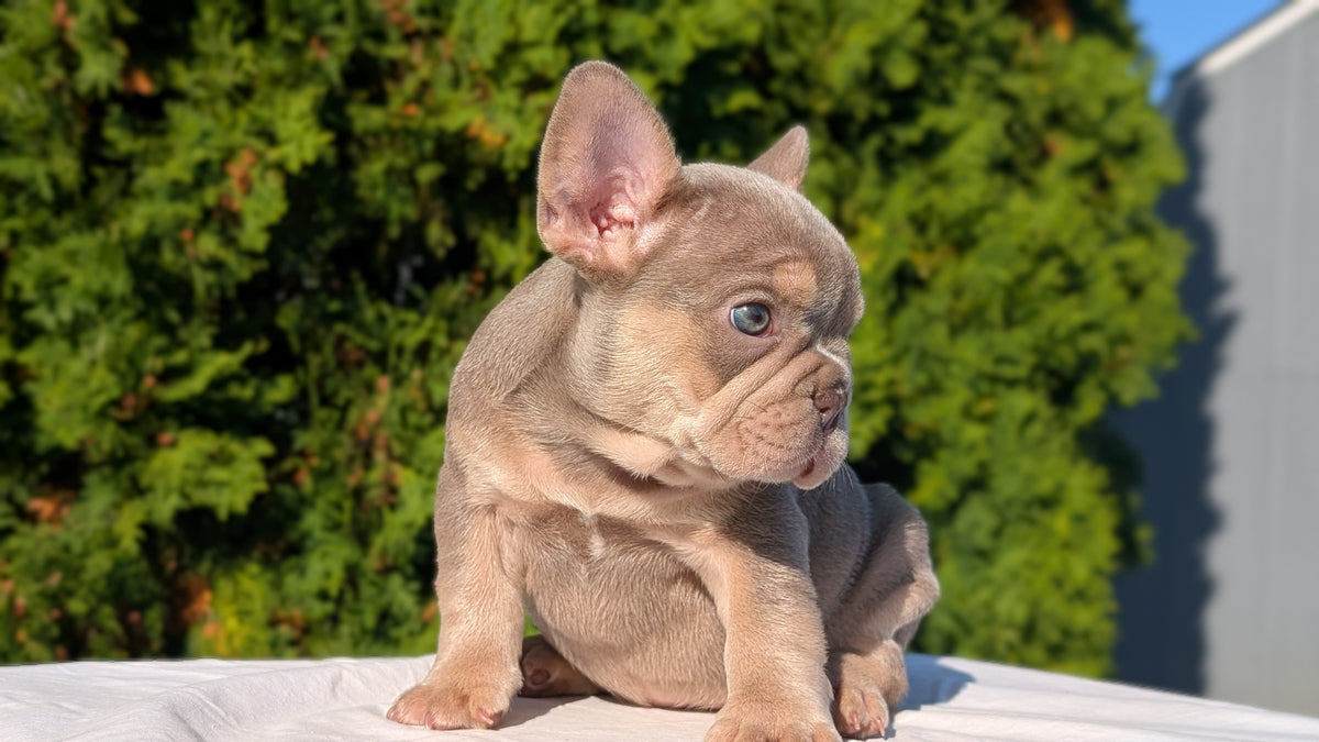 FRENCH BULLDOG (AUG 22) 3 MALES/1 FEMALE