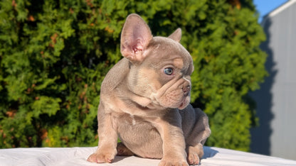FRENCH BULLDOG (AUG 22) 3 MALES/1 FEMALE
