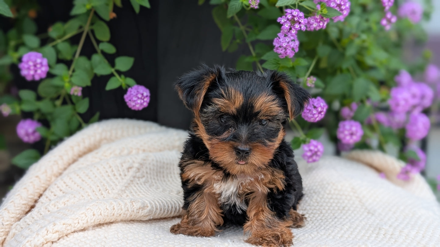 YORKSHIRE TERRIER (JUN 05) MALE