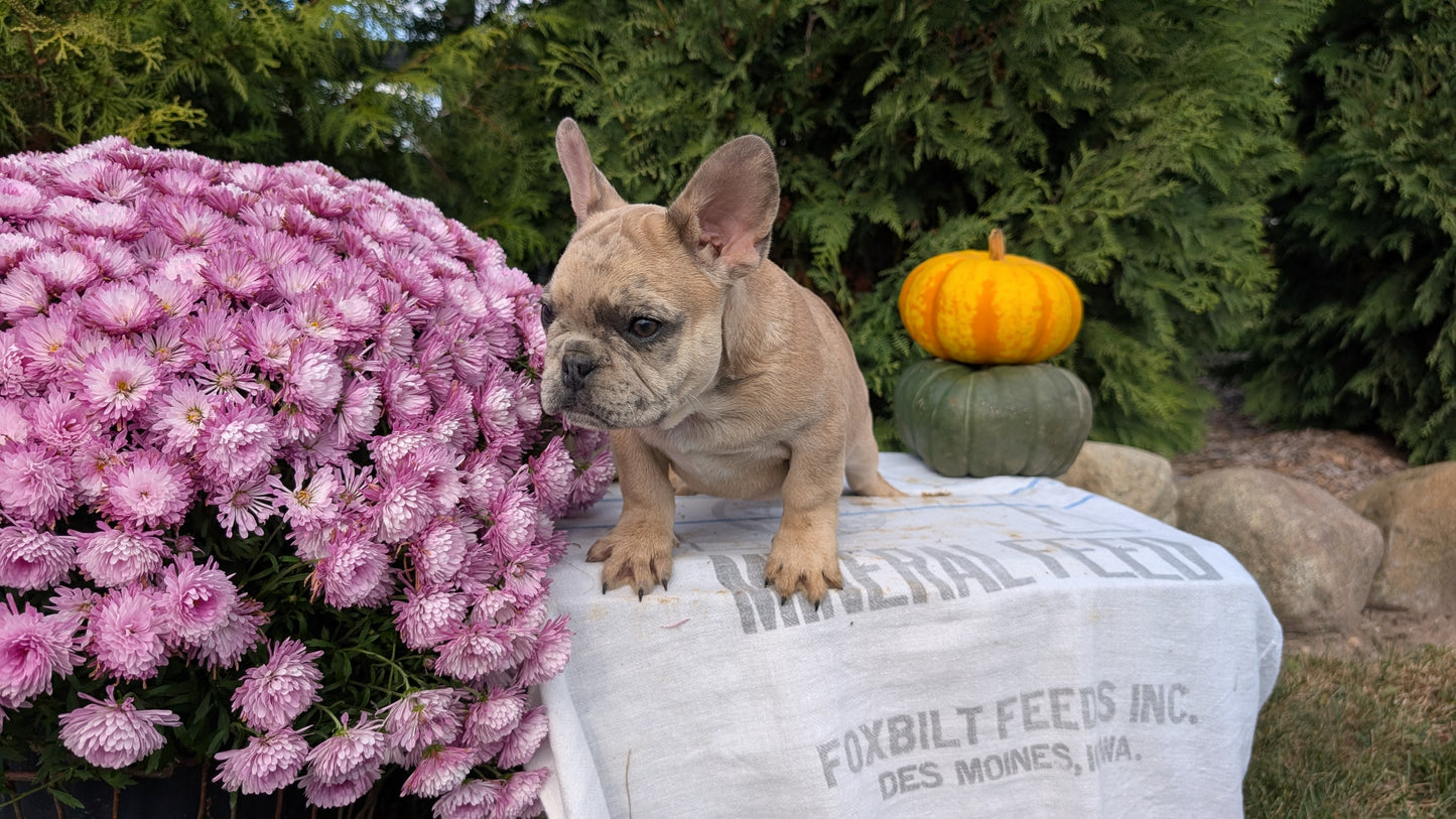 FRENCH BULLDOG (07/15) MALE
