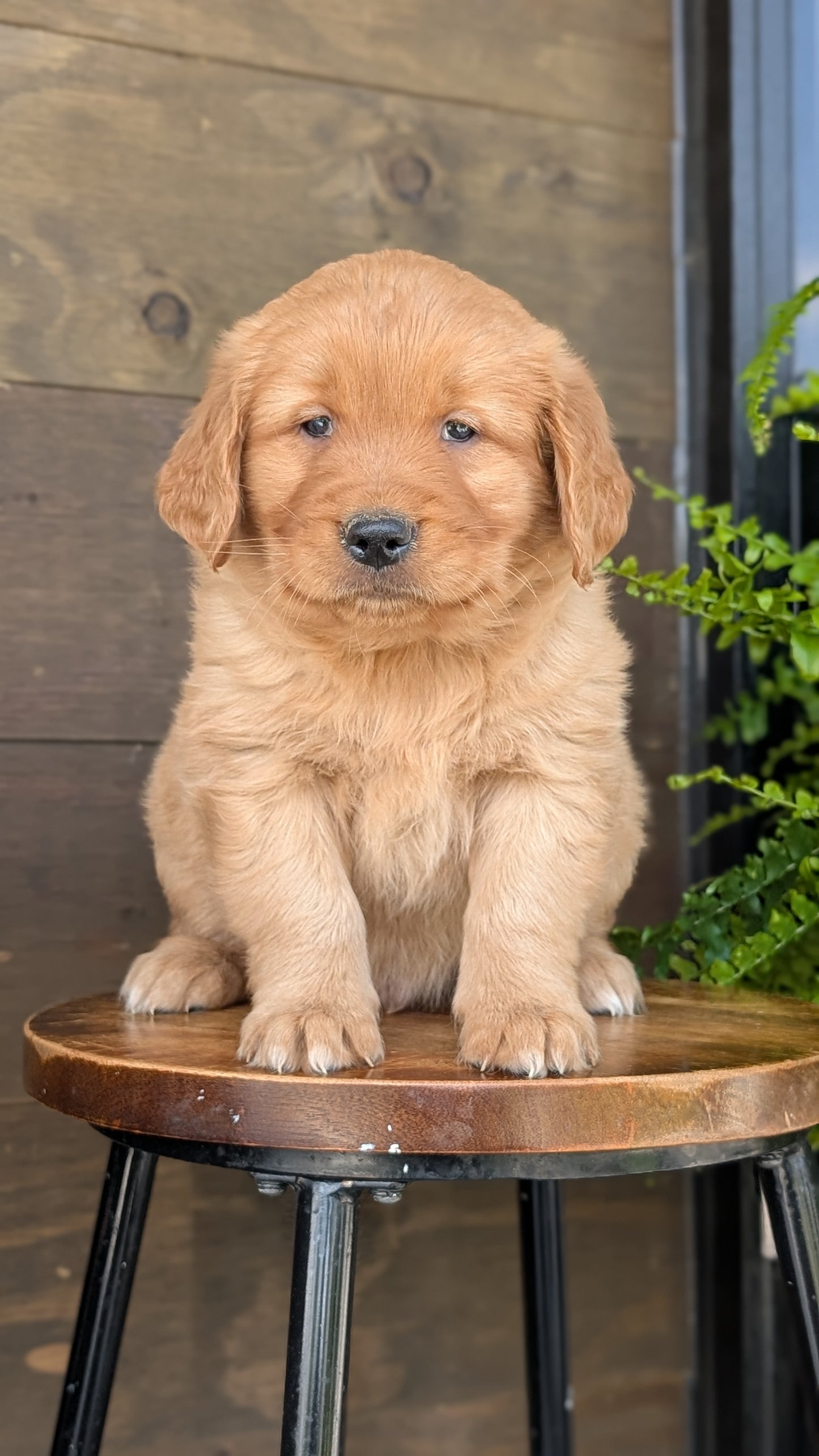 GOLDEN RETRIEVER (MAR 27) MALES
