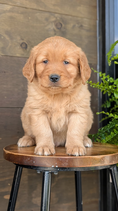 GOLDEN RETRIEVER (MAR 27) MALES