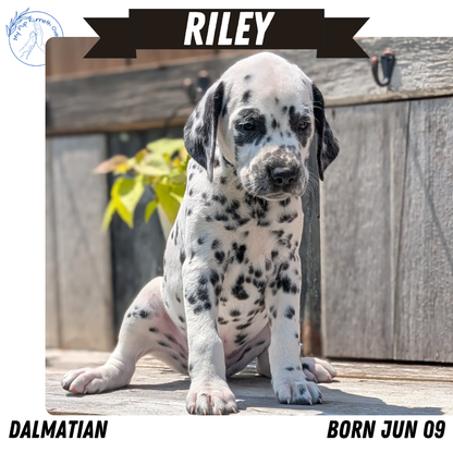 DALMATIAN (06/09) MALE