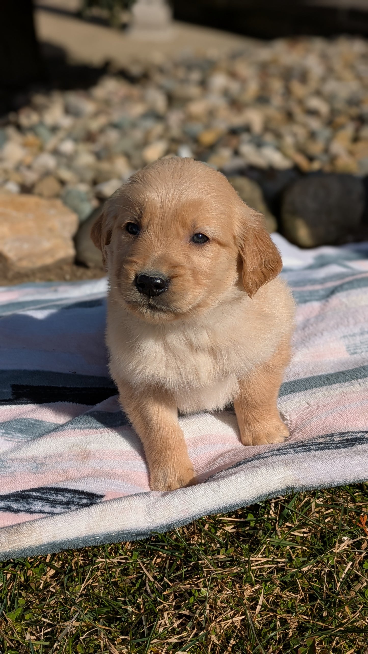 GOLDEN RETRIEVER (02/01) FEMALE