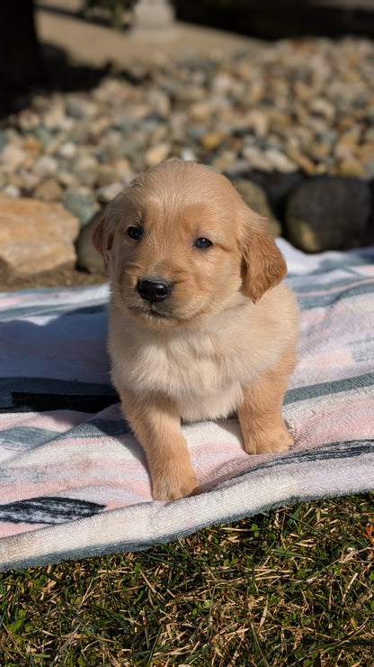 GOLDEN RETRIEVER (02/01) FEMALE