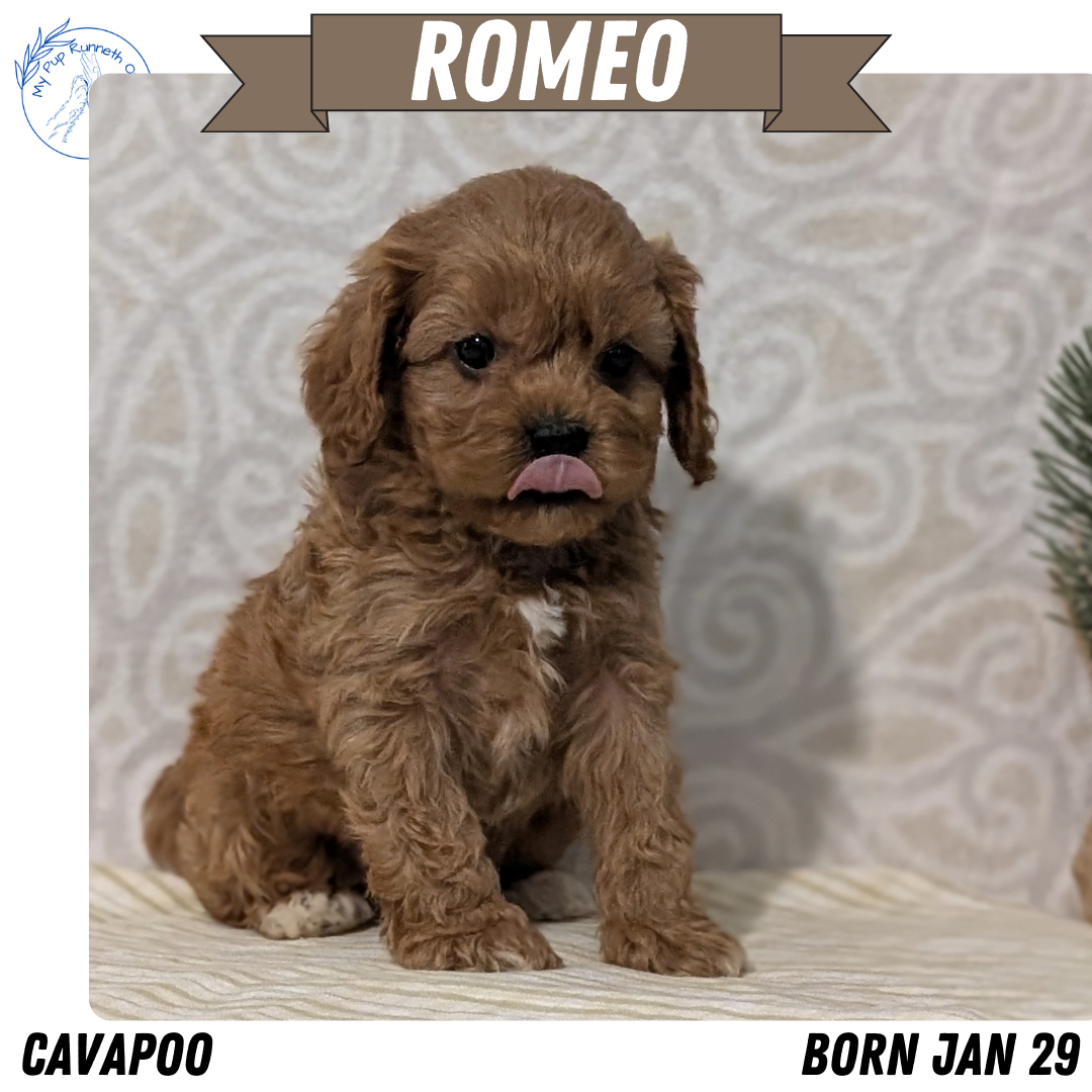 CAVAPOO (JAN 29) MALES