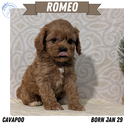 CAVAPOO (JAN 29) MALES