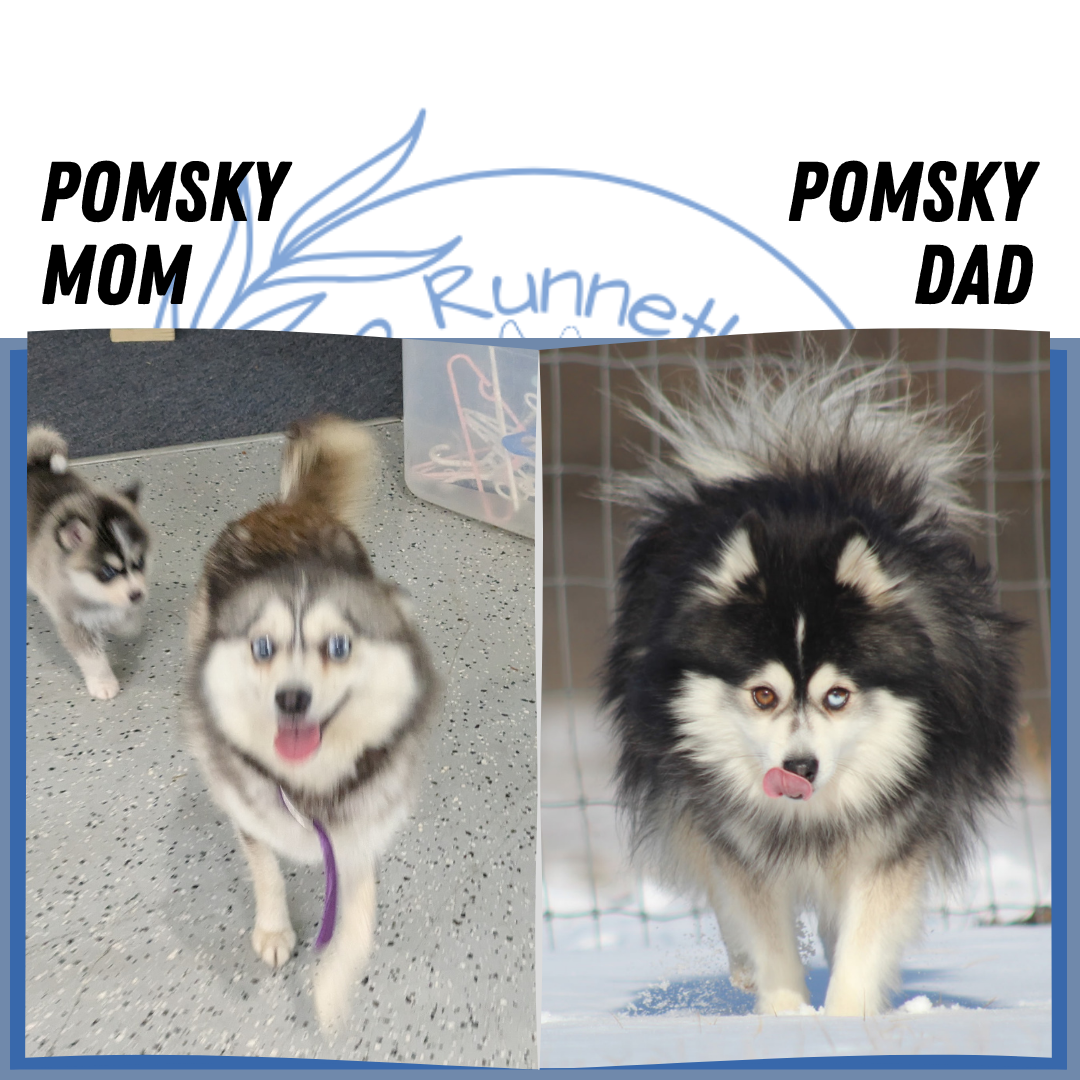 POMSKY (04/01) FEMALE