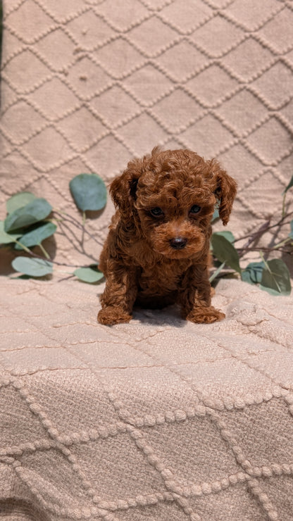 COCKAPOO (05/31) MALE