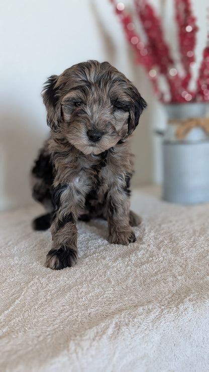 MINI BERNEDOODLE (OCT 15) FEMALES