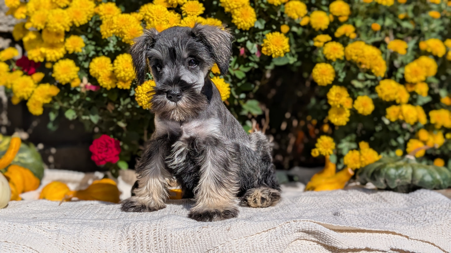MINI SCHNAUZER (08/06) FEMALE