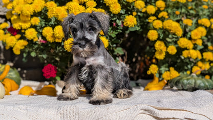 MINI SCHNAUZER (08/06) FEMALE