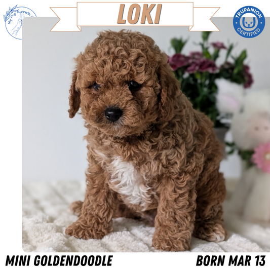MINI GOLDENDOODLE (MAR 13) MALE