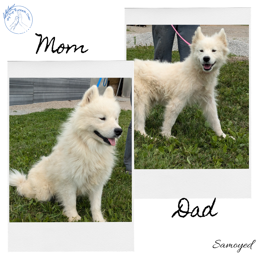 SAMOYED (05/30) FEMALE – My Pup Runneth Over