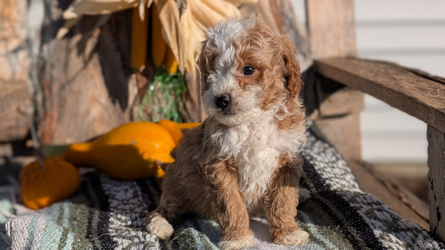 CAVAPOO (OCT 02) MALES