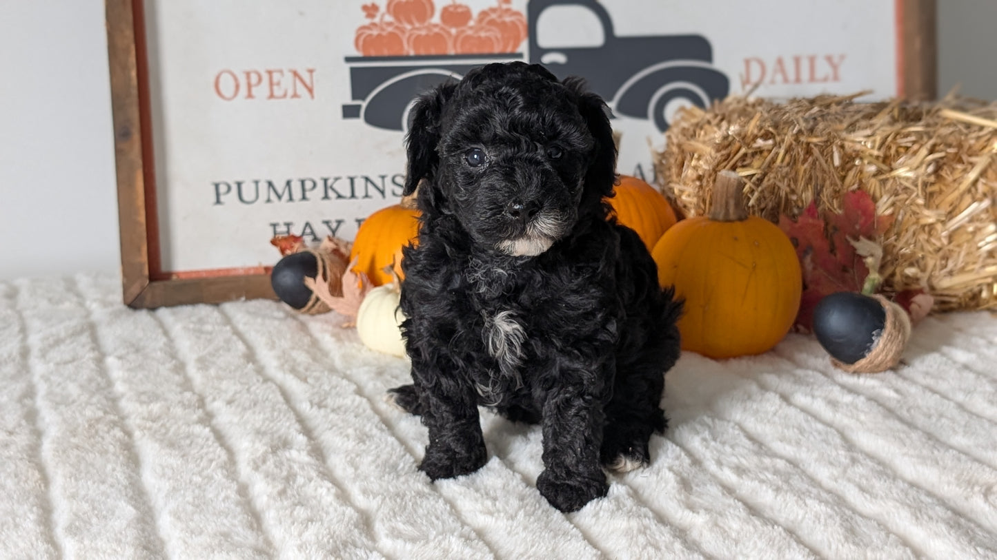 MINI POODLE (09/12) FEMALE
