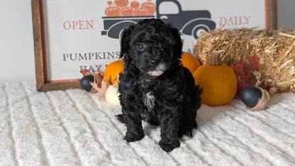 MINI POODLE (09/12) FEMALE