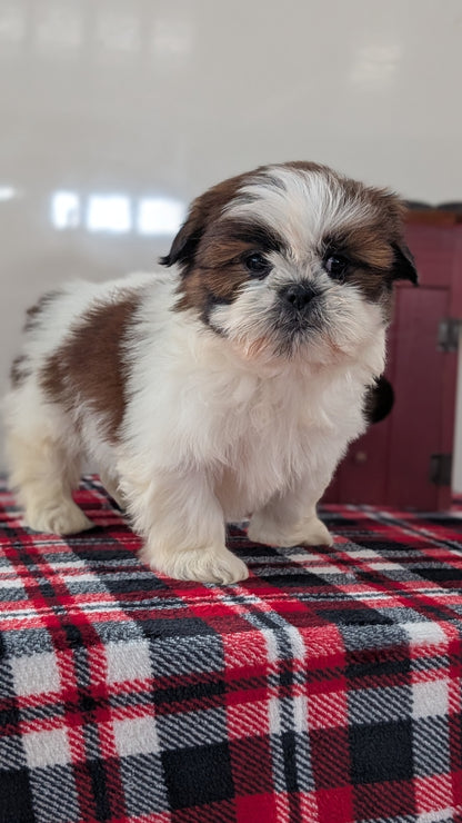 SHIH TZU (DEC 10) MALES