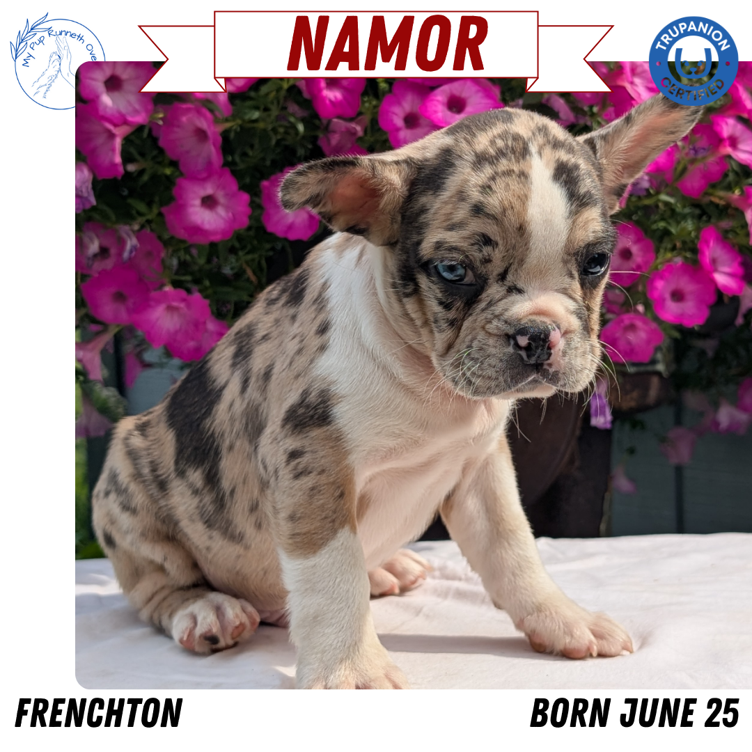 FRENCHTON (06/25) MALE