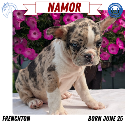 FRENCHTON (06/25) MALE
