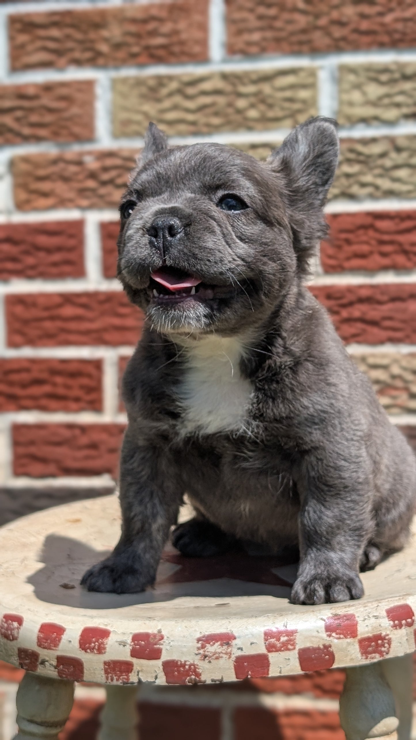 FRENCH BULLDOG (MAR 09) FEMALES