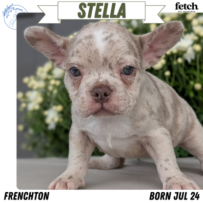 FRENCHTON (JUL 24) 1 FEMALE/1 MALE