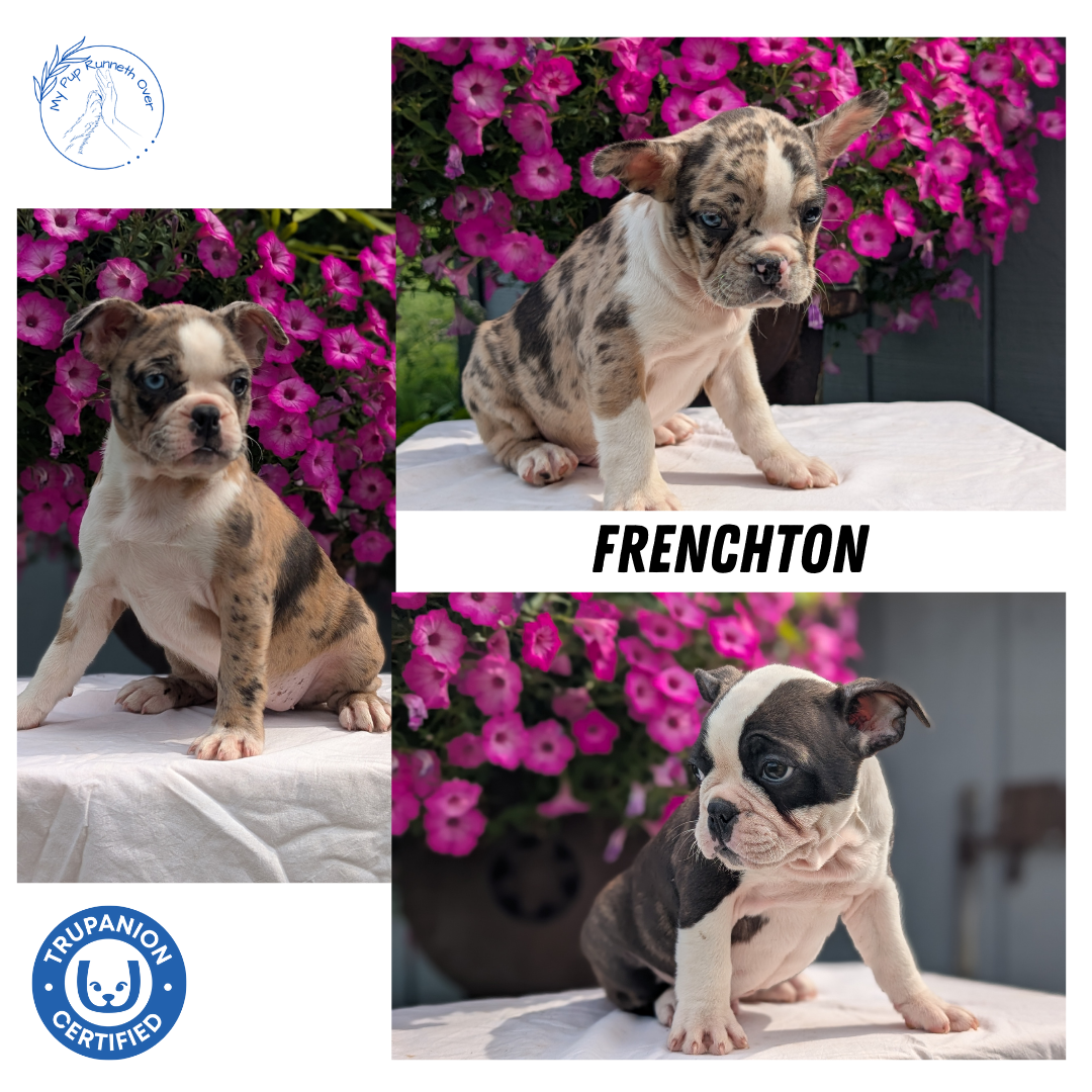 FRENCHTON (06/25) MALE
